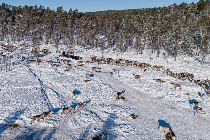 Ivalo: Reindeer herd and fishing experience - Who this reindeer herd and fishing day suits best