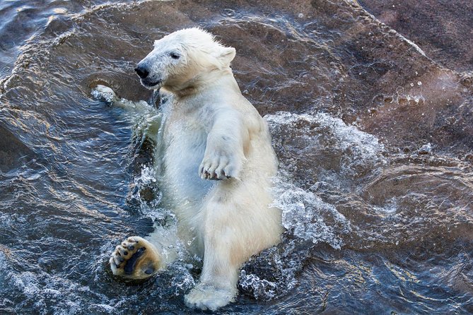Korouoma Canyon & Ranua Zoo Tour - Price and value: is $308.34 worth it?