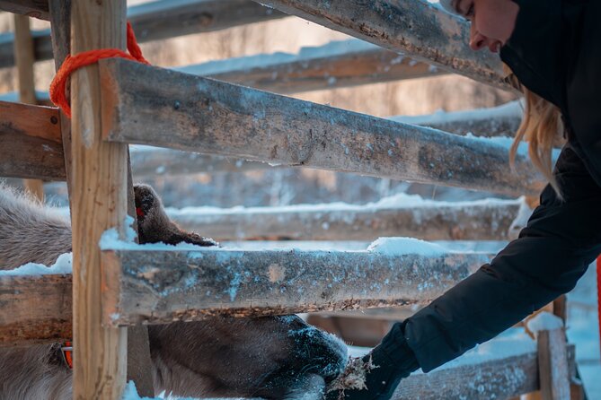 Kuoksa Reindeer Adventure - Getting There: Pekankatu 3 and Optional Pickup by Text