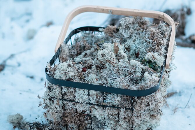 Kuoksa Reindeer Adventure - Meeting the Reindeer Close Up: Feeding Lichen and Asking Questions