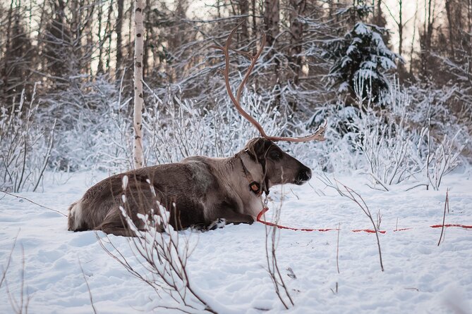Kuoksa Reindeer Adventure - Price and Group Size: What $191.05 Really Buys You