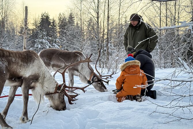 Kuoksa Reindeer Adventure - Who Should Book Kuoksa Reindeer Adventure?