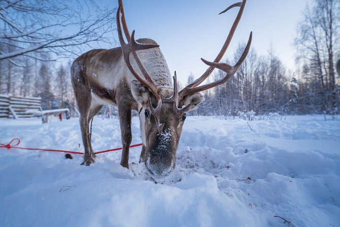 Kuoksa Reindeer Adventure - The Core Moment: How the 40-Minute Reindeer Sleigh Safari Works