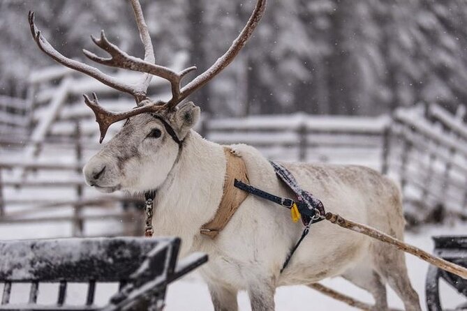 Kuoksa Reindeer Farm Visit with a Short Sleigh Ride - What Makes Kuoksa’s Reindeer Farm Visit Feel Authentic