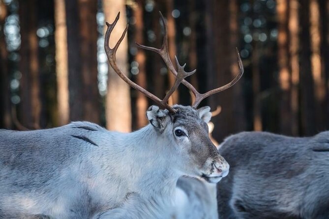 Kuoksa Reindeer Farm Visit with a Short Sleigh Ride - The 3-Hour Experience: A Practical Timeline