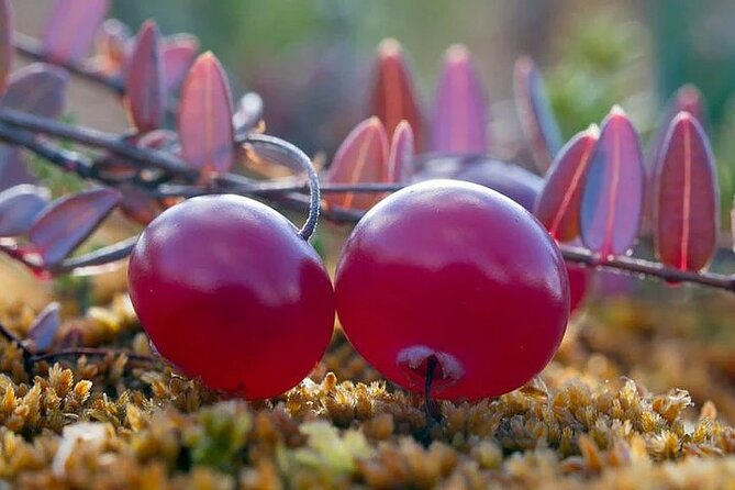 Lapland Berry Day Experience - Key Things That Make This Lapland Berry Day Work