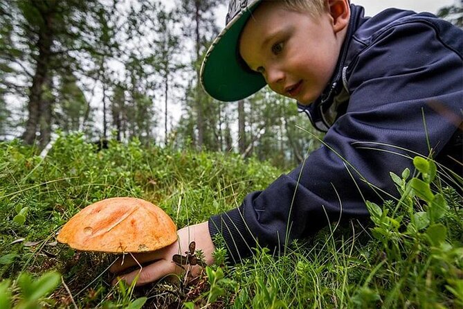 Lapland Berry Day Experience - Setting Out From Nordic Unique Travels in Rovaniemi