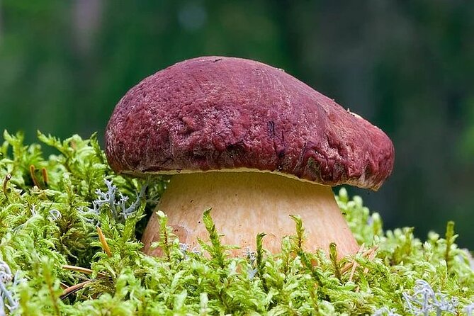 Lapland Berry Day Experience - The 3-Hour Plan: What You’ll Do With Your Guide’s Guidance