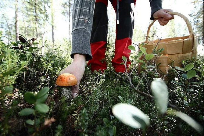 Lapland Berry Day Experience - Foraging Spots in the Arctic Forest: How the Guide Changes Everything