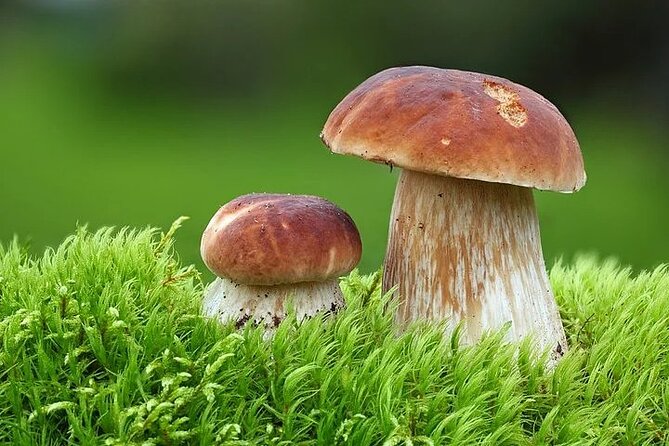 Lapland Berry Day Experience - Mushroom Foraging: When You Let the Guide Do the Risk Assessment