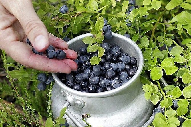 Lapland Berry Day Experience - Group Size and Pace: Why Max 16 Matters in the Woods