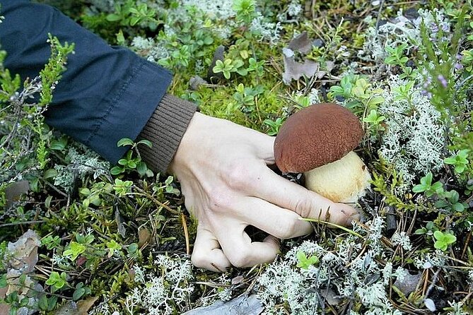 Lapland Berry Day Experience - Pickup, Meeting Point, and Time Flex: Simple Tips That Prevent Stress