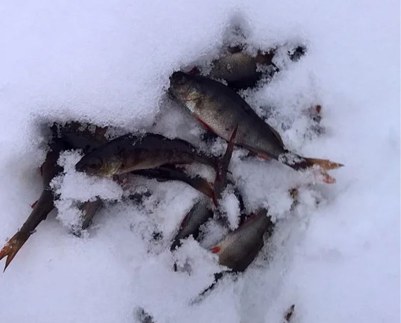 Lapland: Ice Fishing, Floating & BBQ Snow Adventure - Who should book this tour (and who should skip it)