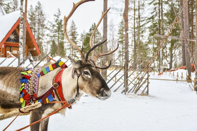 Lapland Reindeer and Husky Safari from Rovaniemi - Two sled rides in one morning: the reindeer-to-husky rhythm