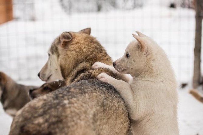 Lapland Reindeer and Husky Safari from Rovaniemi - Husky park 2 km sled ride: hugs, a briefing, then speed