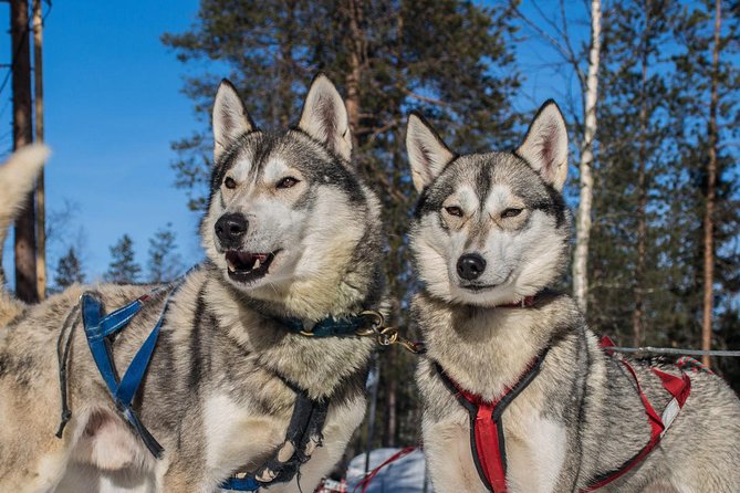 Lapland Reindeer and Husky Safari from Rovaniemi - Group size, animal behavior, and safety you can actually use