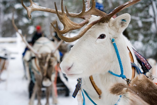 Lapland Reindeer and Husky Safari from Rovaniemi - Getting picked up in Rovaniemi: where to meet and when