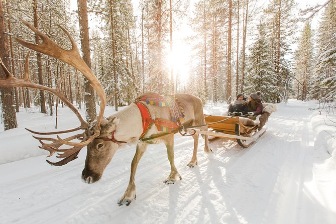 Lapland Reindeer Safari from Rovaniemi - Key things to know before you go