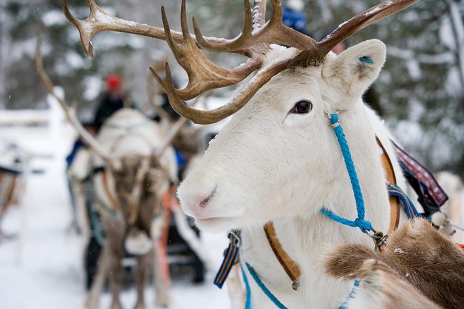 Lapland Reindeer Safari from Rovaniemi - From Rovaniemi Pickup to a Real Working Farm