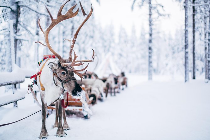 Lapland Reindeer Safari from Rovaniemi - The Sleigh Ride Through the Snowy Woods (and When It Shortens)