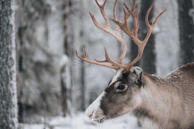 Lapland Wilderness Adventure – Explore Wild Arctic Trails - What’s Included (and what to budget for)