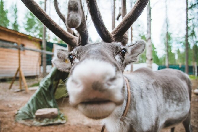 Meet Santa Claus & Santa's Reindeer Ride & Greet Huskies - Price and value: what you’re really paying for
