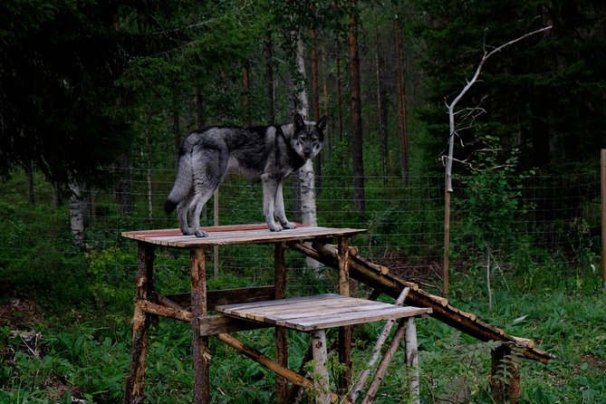 Meet Taivas & the Arctic Wolves - Private Tour - Face-to-face wolfdog time: socializing without turning it into a circus