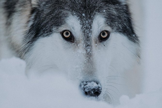 Meet Taivas & the Arctic Wolves - Private Tour - Photo time, but with rules that keep it real