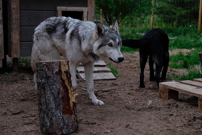 Meet Taivas & the Arctic Wolves - Private Tour - Kids and family fit: what families should know before they go