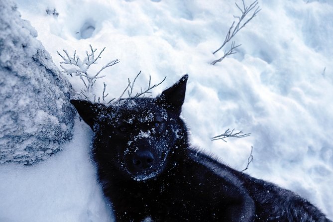 Meet Taivas & the Arctic Wolves - Private Tour - Price and value: is $311.87 per person worth it?