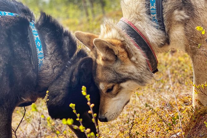 Meet Taivas & the Arctic Wolves - Private Tour - Getting there: transport and timing can be the real make-or-break