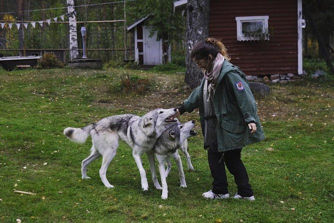 Meet Taivas & the Arctic Wolves - Private Tour - How strict rules shape the experience (and who may feel restricted)