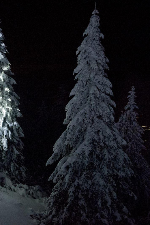 Night Snowshoeing Lapland Experience - Key points you’ll care about