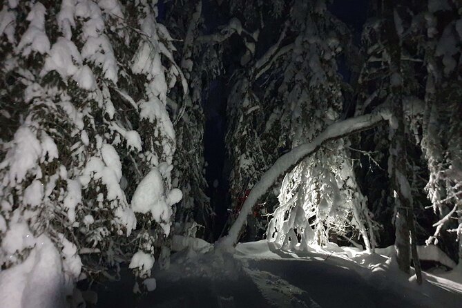 Nocturnal Skiing: Experience the Arctic's Magic - Your 2.5-hour route: cabin start, trail glide, lake crossing