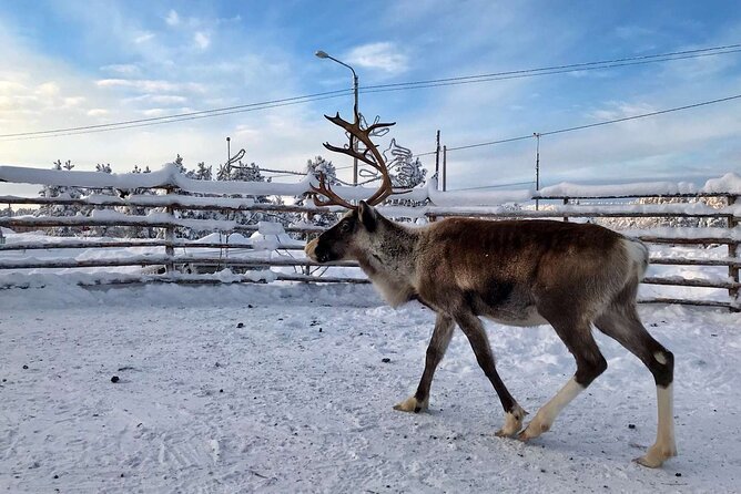Northern Lights Holiday in Finland - Inari culture morning: reindeer farm learning and the Sámi museum Siida