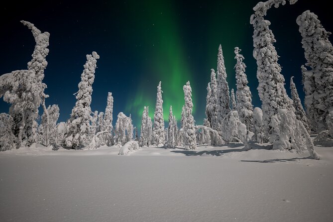 Northern Lights Hunting Expedition in Ranua, Lapland - The Ranua chase: how the hunt actually plays out