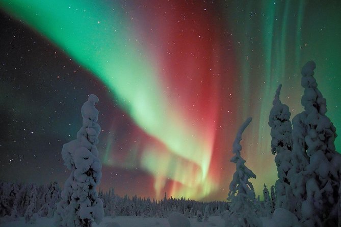 Northern Lights Snowmobile Safari from Rovaniemi with Campfire Picnic - The Snowmobile Safari Through Winter Woods (About 20–30 km)