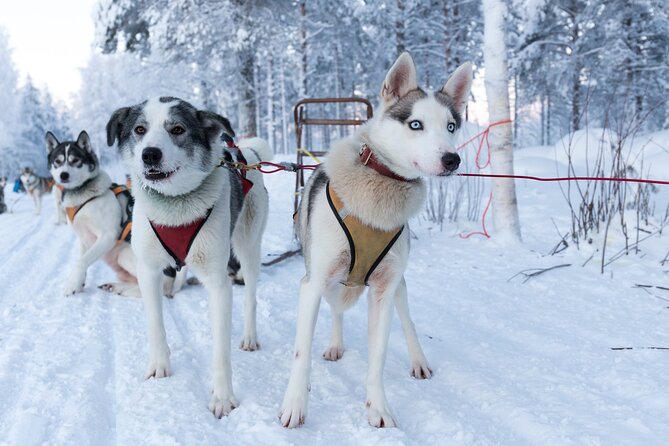 Nulkki Husky Adventure - Key points before you go