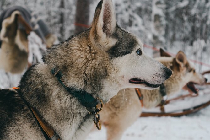Nulkki Husky Adventure - Why the 5-kilometer husky ride feels like the right kind of Lapland