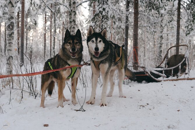 Nulkki Husky Adventure - Getting geared up, then meeting your guide for real-world sled prep