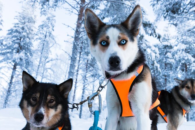Nulkki Husky Adventure - Getting Ready: Pickup, Gear, and a Warm Welcome