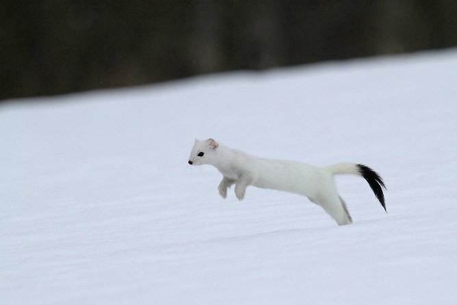 Ounasvaara and Ranua Zoo - Ounasvaara: the short hike with big payoff