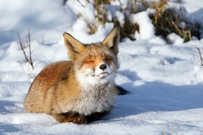 Ounasvaara and Ranua Zoo - Ranua Zoo: over 200 Arctic species, on natural-feeling paths