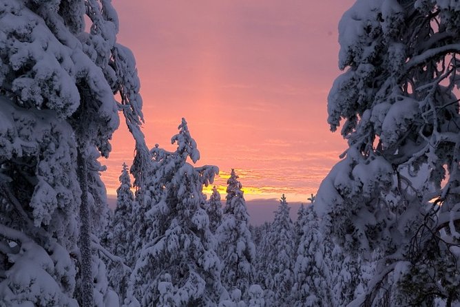 Ounasvaara and Ranua Zoo - Your guide and the small moments that make it memorable