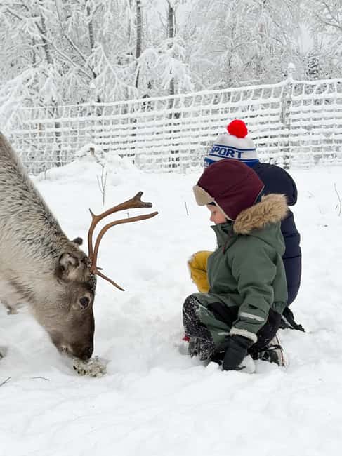 Private and authentic reindeer experience in homefarm - Key highlights worth the time