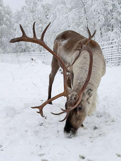 Private and authentic reindeer experience in homefarm - The 1.5-hour flow: arrive, feed lichen, warm up by the fire