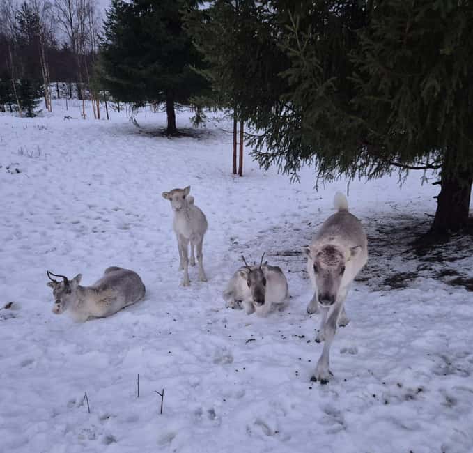 Private and authentic reindeer experience in homefarm - Price and value: is $105 per person fair?