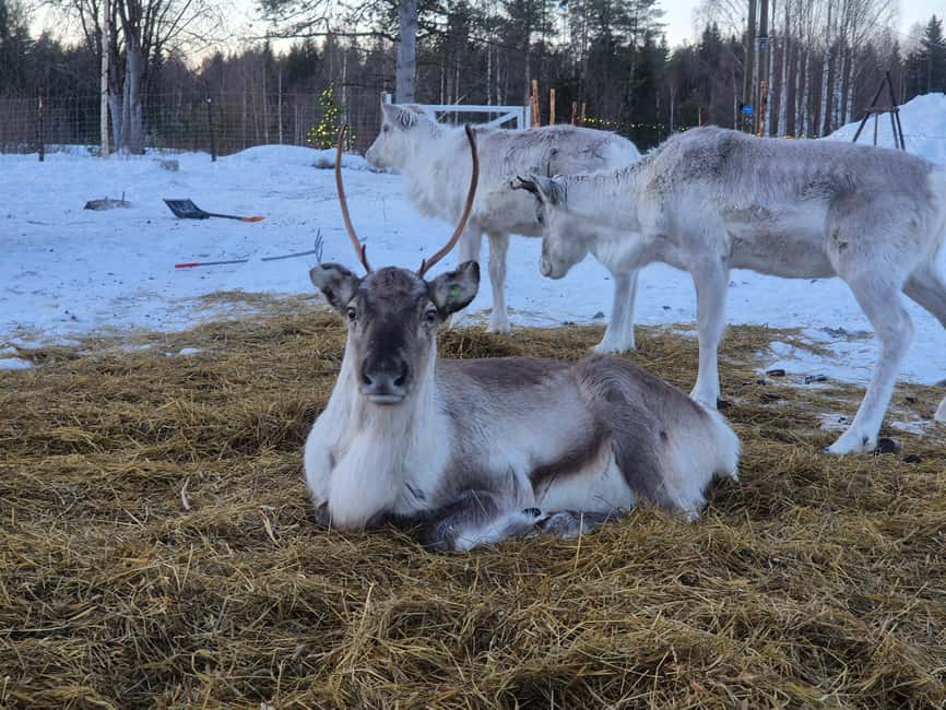 Private and authentic reindeer experience in homefarm - Practical tips so you stay comfortable and enjoy it more