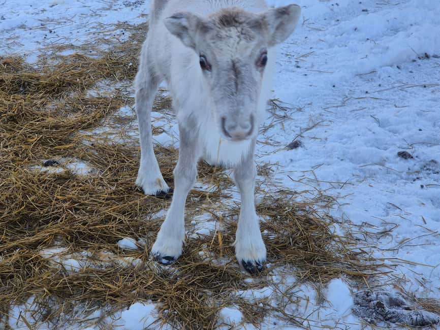 Private and authentic reindeer experience in homefarm - Should you book Johanna’s reindeer hideaway?
