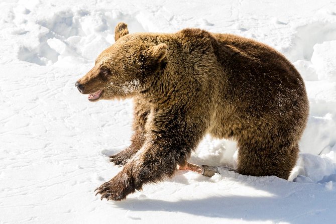 Private Ranua Zoo tour - Door-to-door pickup from Rovaniemi (and when it costs extra)